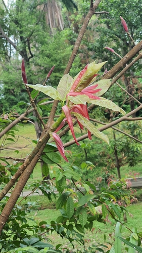 Image of Ficus superba by (c) Cheongweei Gan, some rights reserved (CC BY)