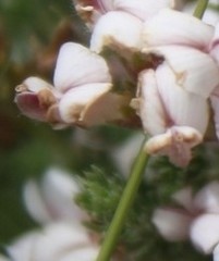 Aspalathus submissa
