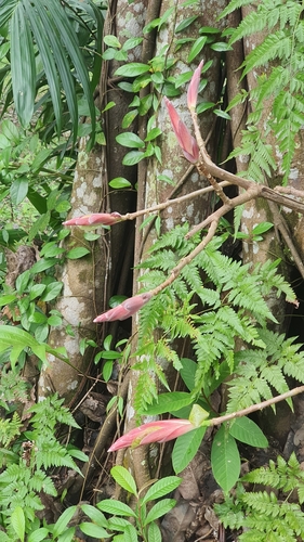 Image of Ficus superba by (c) Cheongweei Gan, some rights reserved (CC BY)