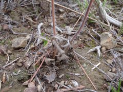 Pelargonium caledonicum