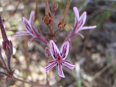 Pelargonium caledonicum