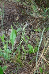 Dipcadi marlothii
