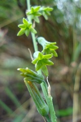 Dipcadi marlothii