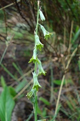 Dipcadi marlothii