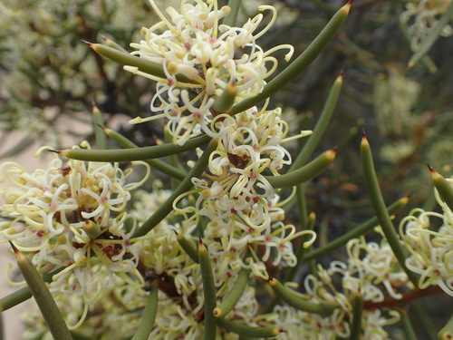 needle tree (Hakea preissii)