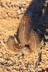 Acanthopsis disperma