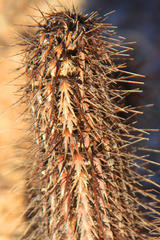 Acanthopsis disperma