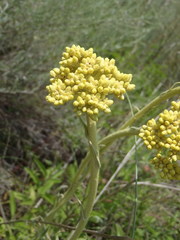 Helichrysum acutatum