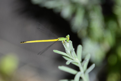 Ceriagrion melanurum