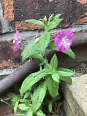 Epilobium hirsutum