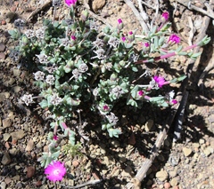 Antimima prolongata