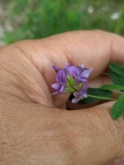 Medicago sativa