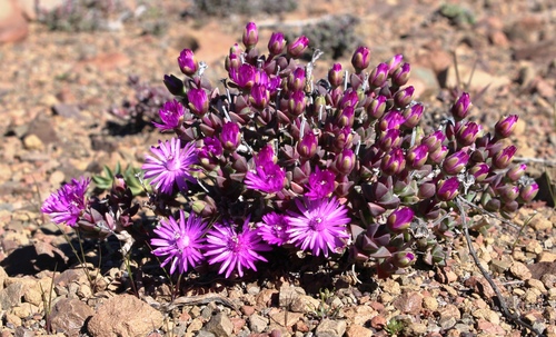 Antimima prolongata