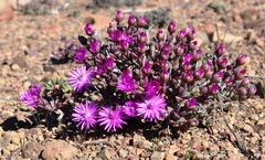 Antimima prolongata