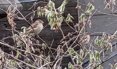 Passer domesticus
