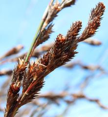 Thamnochortus erectus