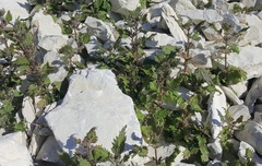Urtica aspera