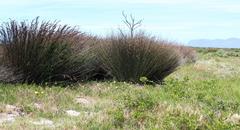 Thamnochortus erectus