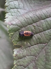 Harmonia axyridis