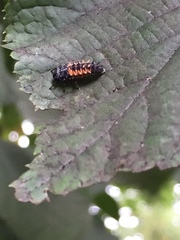 Harmonia axyridis