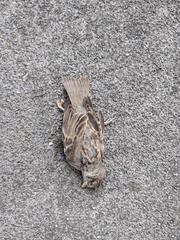 Passer domesticus