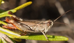 Chorthippus binotatus