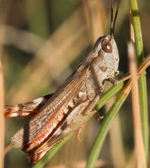 Chorthippus binotatus