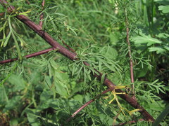 Artemisia abrotanum
