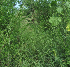 Artemisia abrotanum
