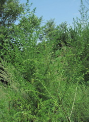 Artemisia abrotanum