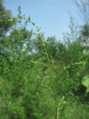 Artemisia abrotanum