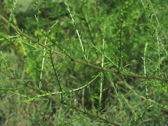 Artemisia abrotanum