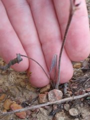 Pelargonium dipetalum