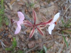 Pelargonium dipetalum