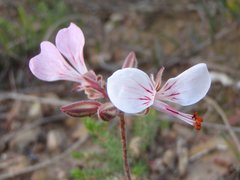 Pelargonium dipetalum
