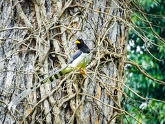 Urocissa flavirostris