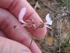 Pelargonium dipetalum