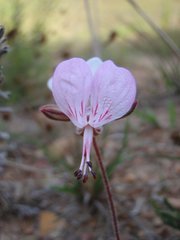 Pelargonium dipetalum