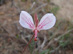 Pelargonium dipetalum
