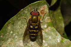 Syrphus phaeostigma