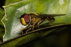 Syrphus phaeostigma