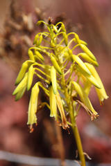 Aloe pearsonii
