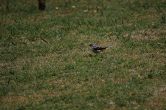 Motacilla cinerea patriciae