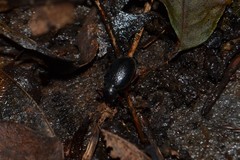 Otiorhynchus clavipes