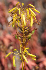 Aloe pearsonii