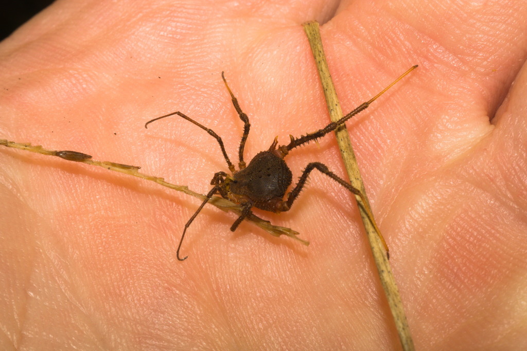 daddy longlegs