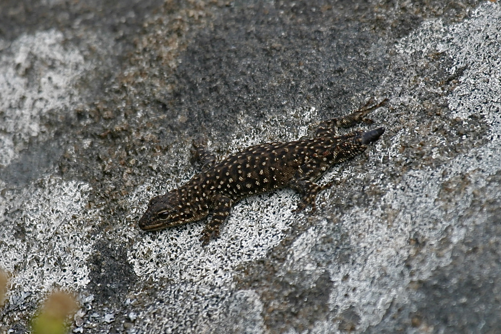 Fitzsimons' Dwarf Gecko