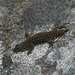 Fitzsimons' Dwarf Gecko - Photo (c) Bird Explorers, some rights reserved (CC BY-NC), uploaded by Bird Explorers