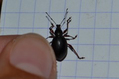 Otiorhynchus clavipes