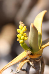 Aloidendron ramosissimum